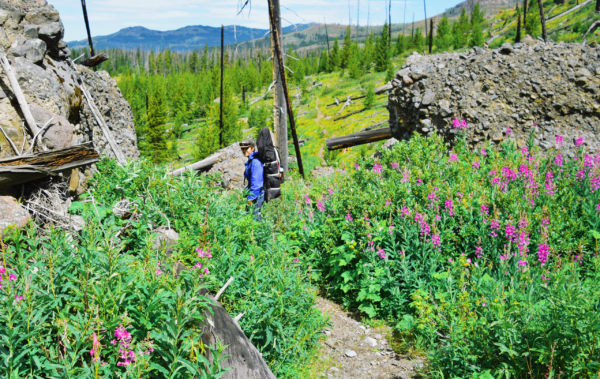 Person backpacking through wildflowers and greenery.