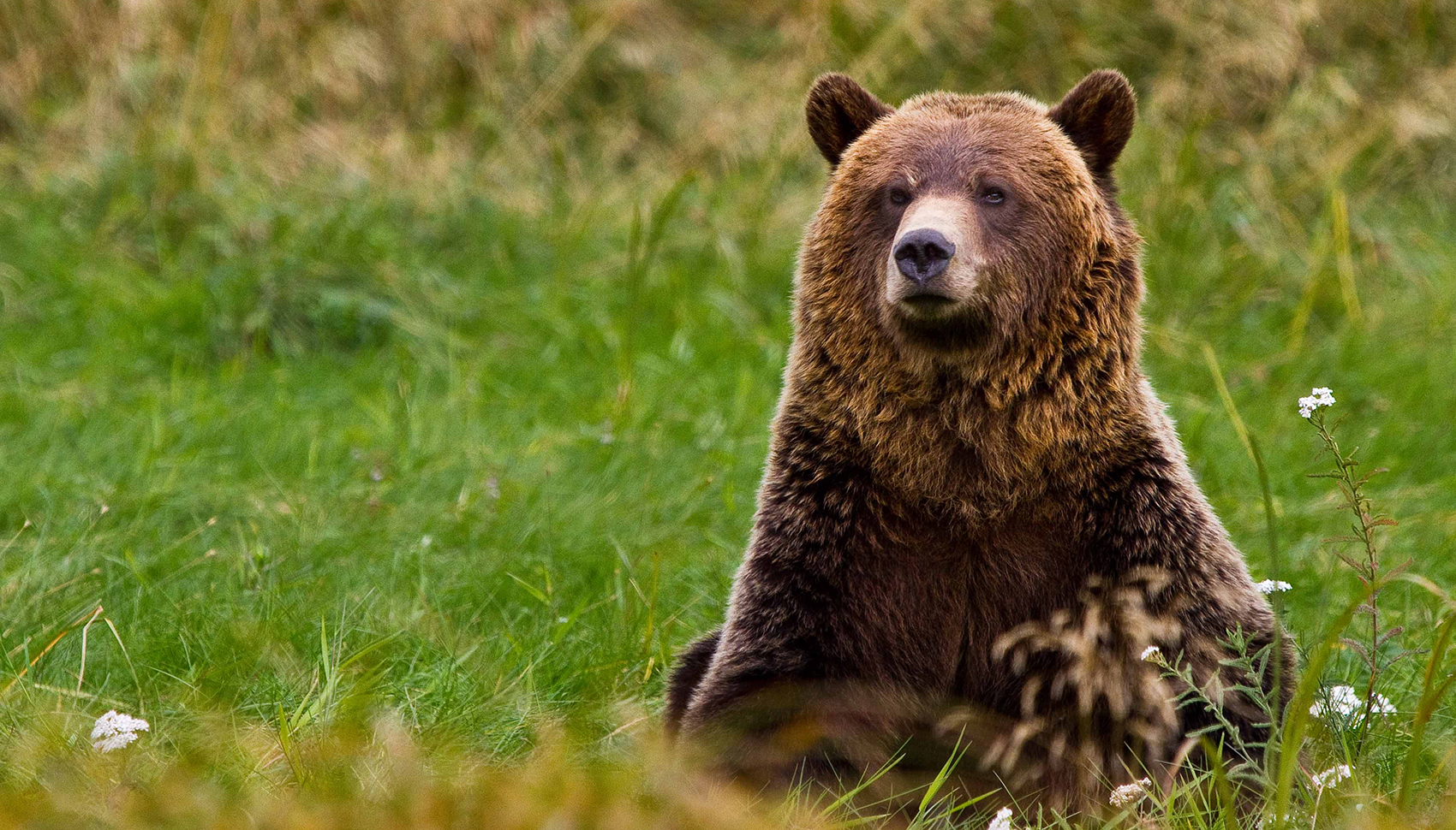 A relationship built on respect - WA & bears - Wilderness Adventures