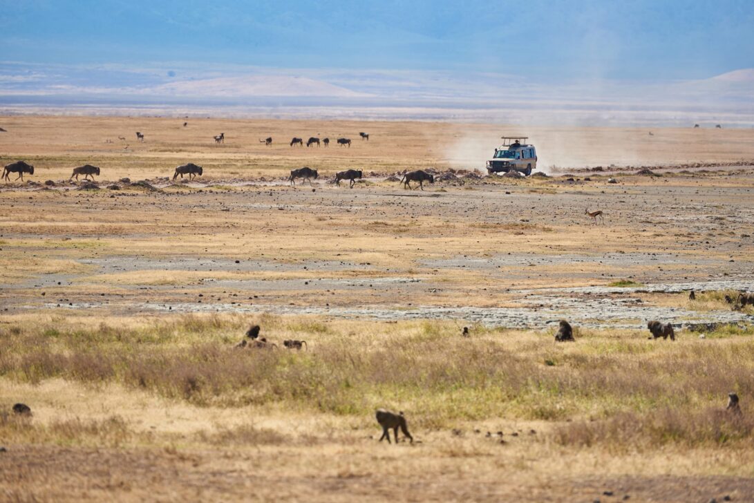 safari car riding through Ngorongoro Crater