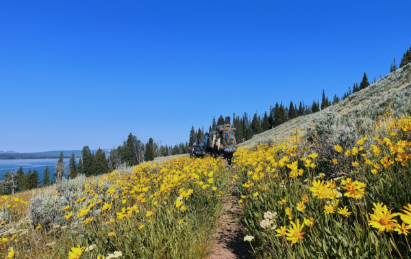 People backpacking down a trail surrounded by bright yellow flowers.