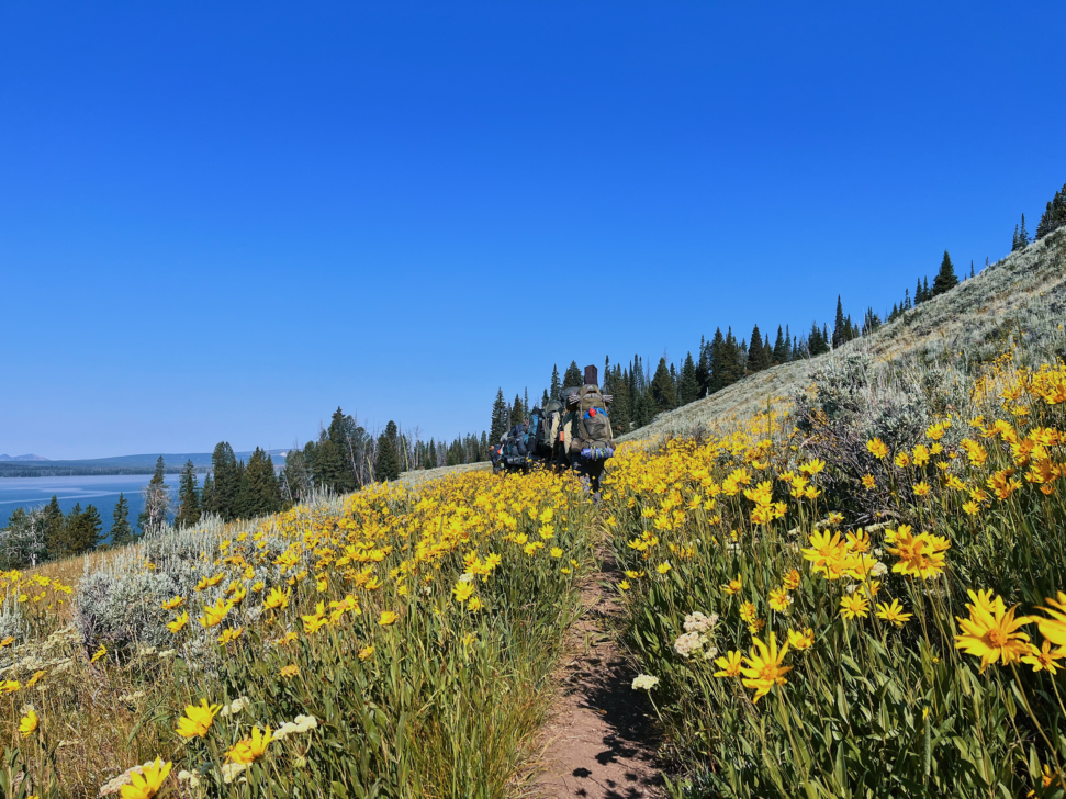People backpacking down a trail surrounded by bright yellow flowers.