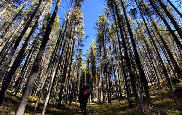 Students hiking in the woods