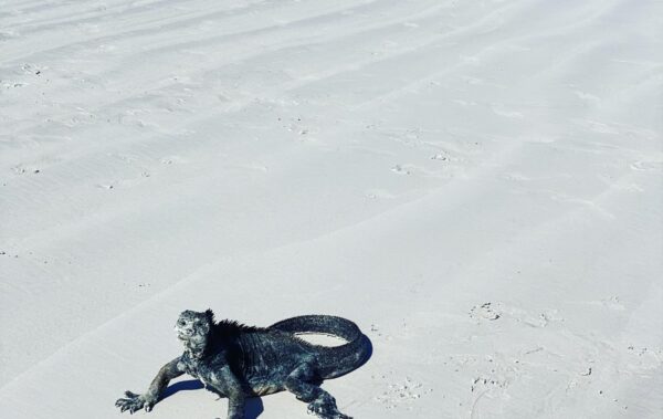 Iguana on a beach