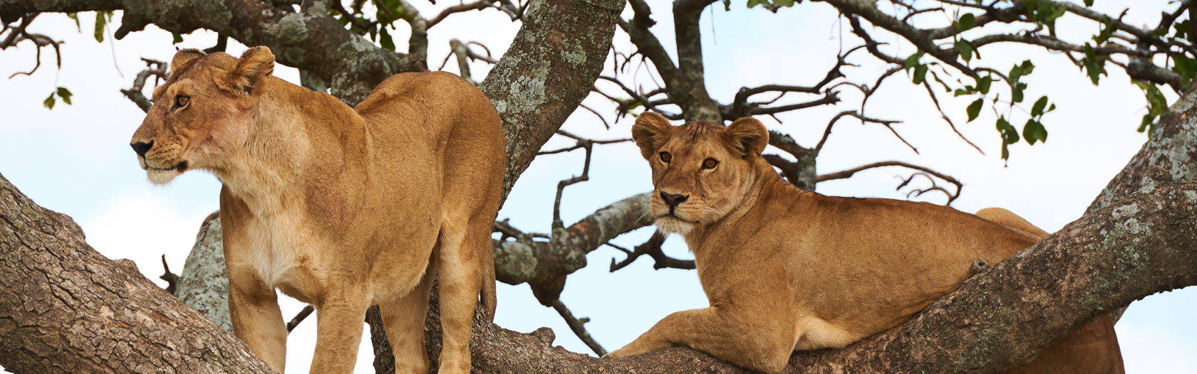 Two female lions sitting in a tree.