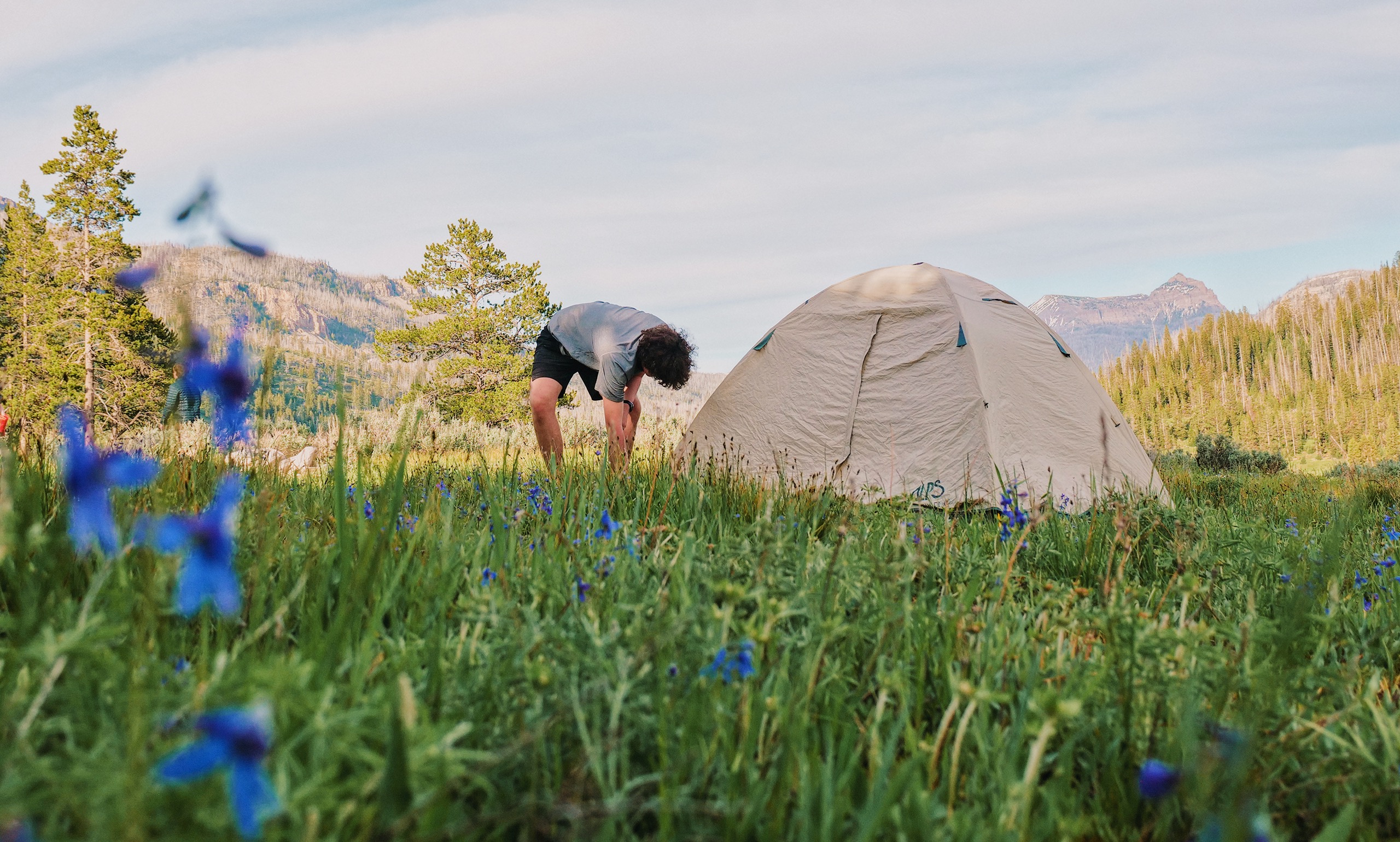 Person setting up a tent in a grassy field with blue flowers. 